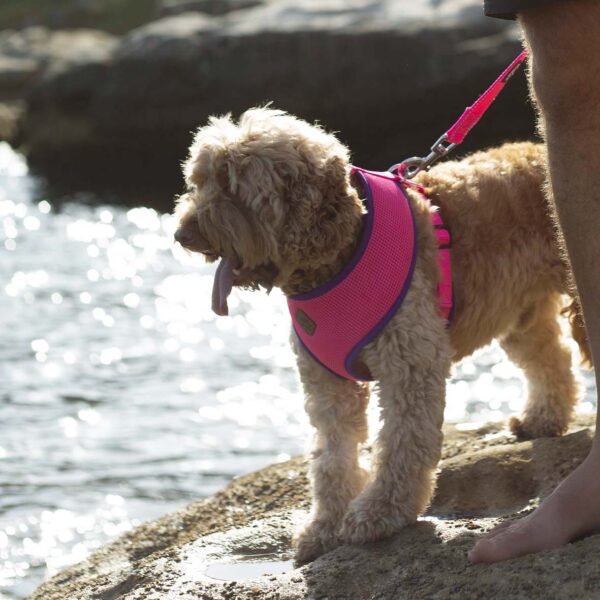 Active Soft Walking Dog Harness - Bloom Burst